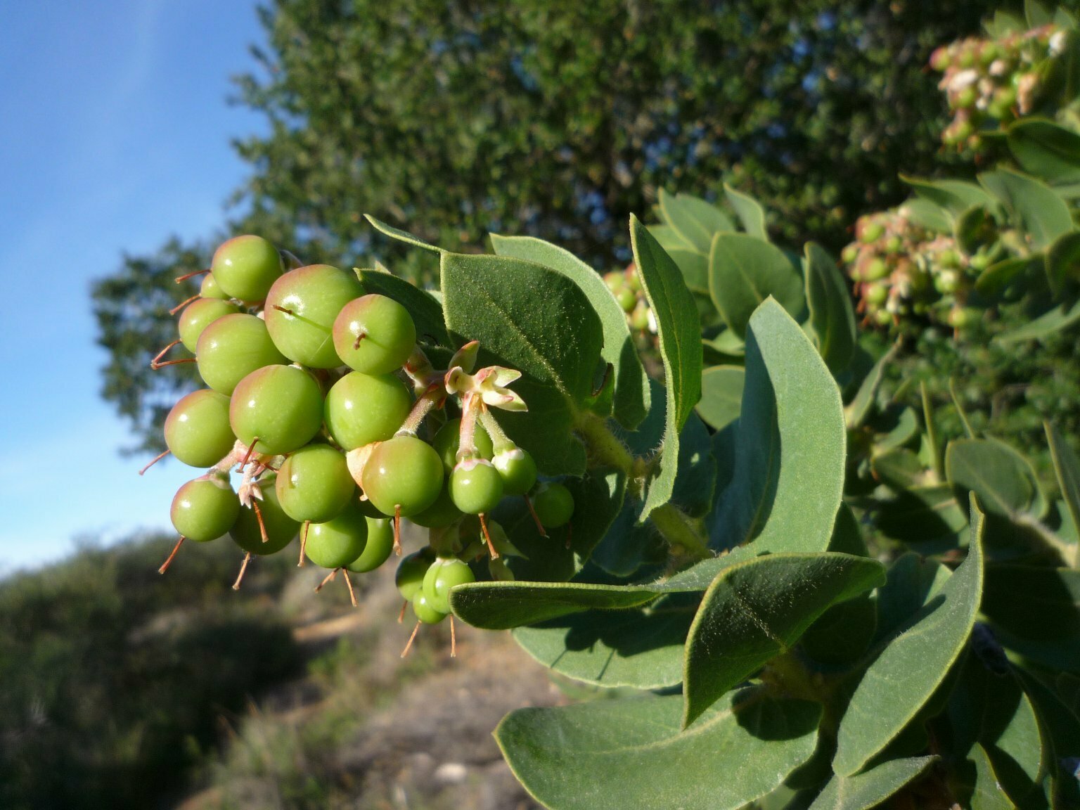 High Resolution Arctostaphylos purissima globosa Fruit